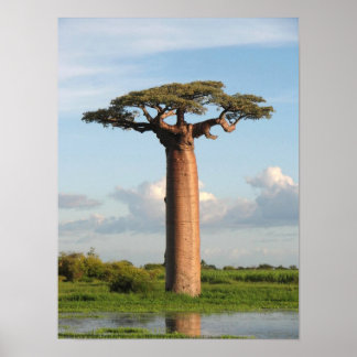 Affiche Baobab de Grandidier Madagascar