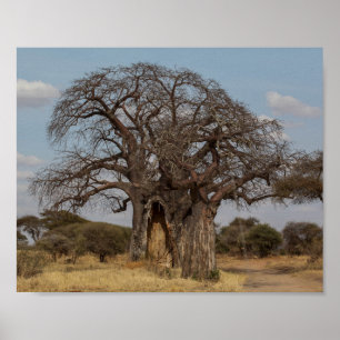Affiche Baobab Tree De Tanzanie.
