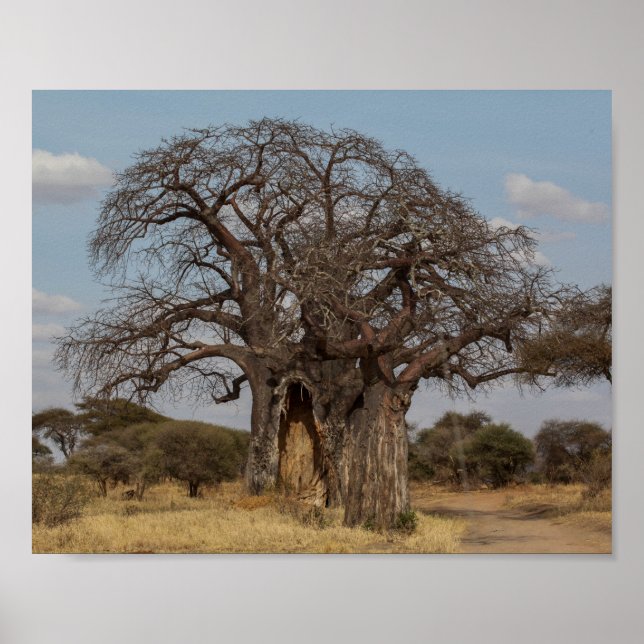 Affiche Baobab Tree De Tanzanie. (Devant)