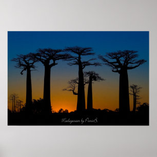 Affiche Baobabs de Madagascar