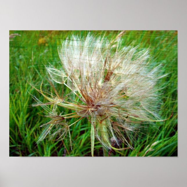 Affiche Barbe de chèvre (Devant)