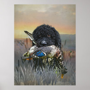 Affiche Barbet, Chien d'eau français