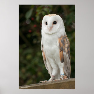 Affiche Barn Owl