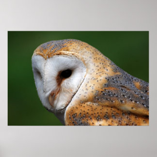 Affiche Barn Owl