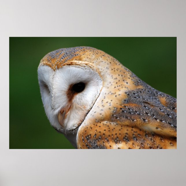 Affiche Barn Owl (Devant)