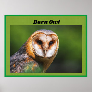 Affiche Barn Owl