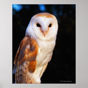 Affiche Barn Owl 2