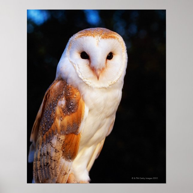 Affiche Barn Owl 2 (Devant)