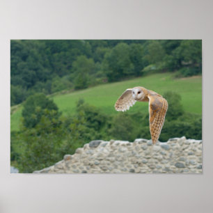 Affiche Barn Owl en vol