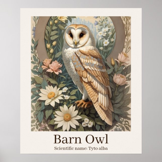 Affiche Barn Owl Nom scientifique Faune (Devant)