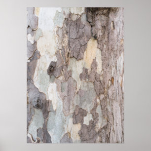 Affiche Barque d'arbre