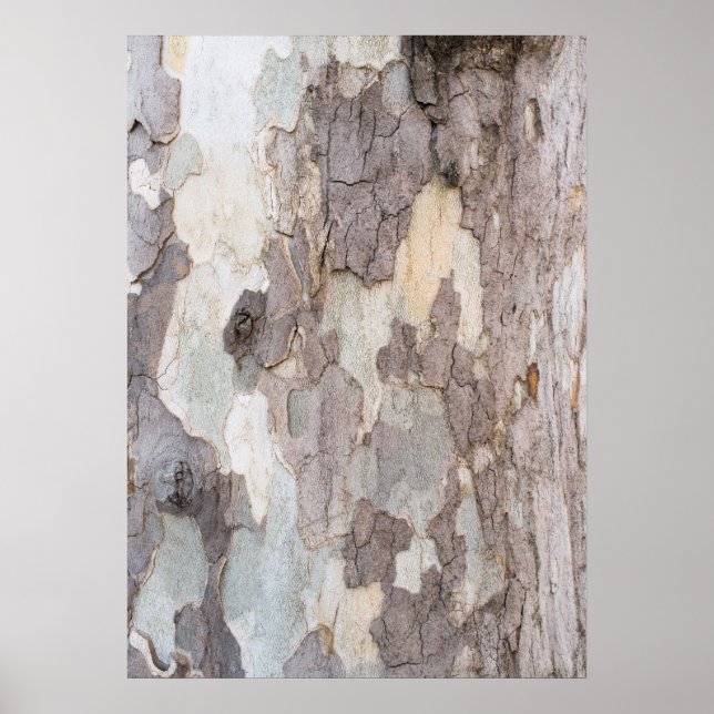 Affiche Barque d'arbre (Devant)