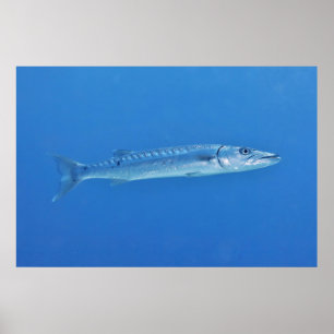 Affiche Barracuda en bleu