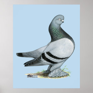 Affiche Barre Bleue Berliner Tumbler Pigeon