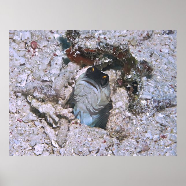 Affiche Barre de poisson (Devant)