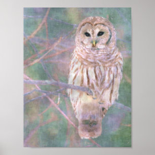 Affiche Barred Owl Pastel Oilpaint