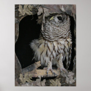 Affiche Barred Owl - Voici un regard sur vous