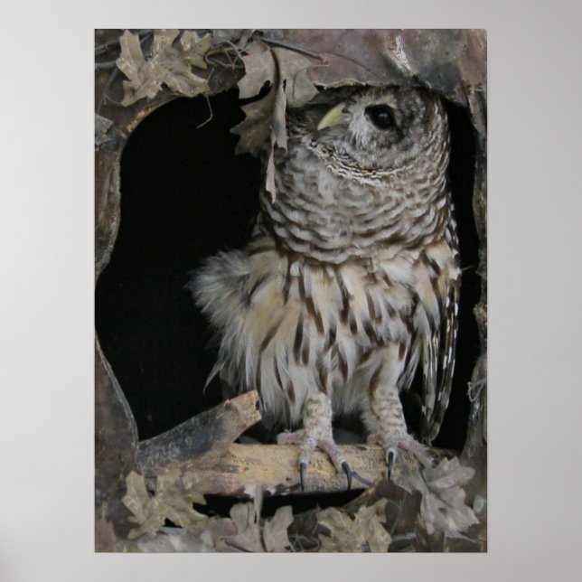 Affiche Barred Owl - Voici un regard sur vous (Devant)