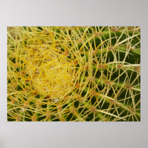 Affiche Barrel Cactus Closeup Abstrait Nature Photographie