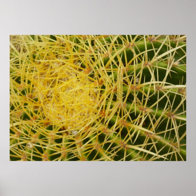 Affiche Barrel Cactus Closeup Abstrait Nature Photographie (Devant)