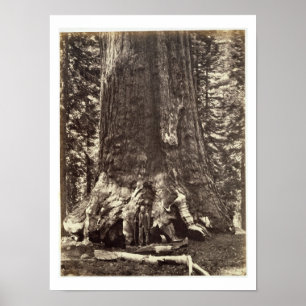 Affiche Base du géant grisâtre, 'du livre de Yosemite