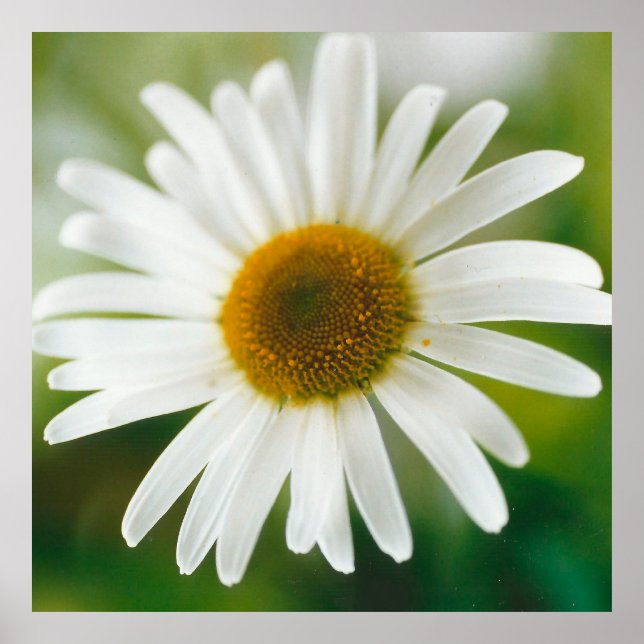 Affiche Basière oculaire blanche - Leucanthemum vulgare (Devant)