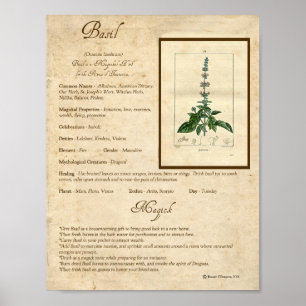 AFFICHE BASIL MAGICK HERB