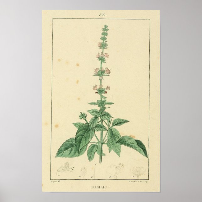 Affiche Basilic, Basil Plante (Devant)