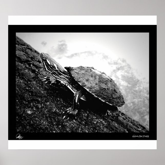 Affiche Basking (Devant)