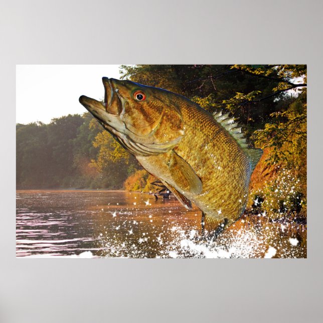 Affiche Basse Smallmouth (Devant)