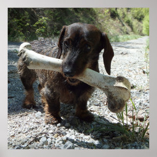 Affiche Basset allemand