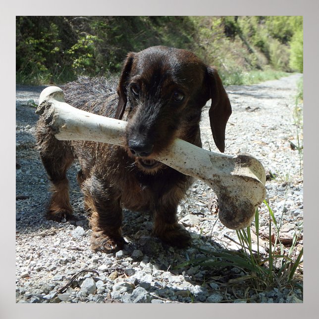 Affiche Basset allemand (Devant)