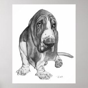 Affiche Basset Hound