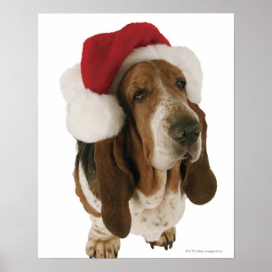 Affiche Basset hound à Santa hat