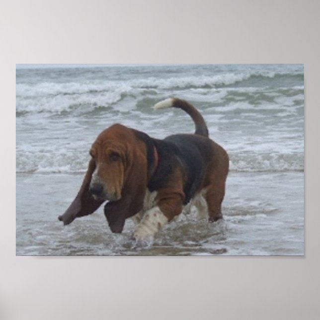 Affiche Basset Hound au bord de la mer (Devant)