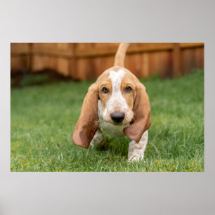 Affiche Basset Hound chiot marche