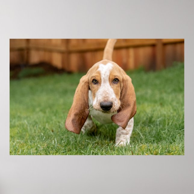 Affiche Basset Hound chiot marche (Devant)