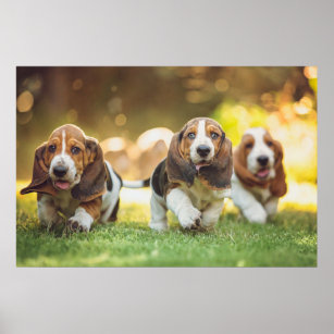 Affiche Basset Hound Puppies Running