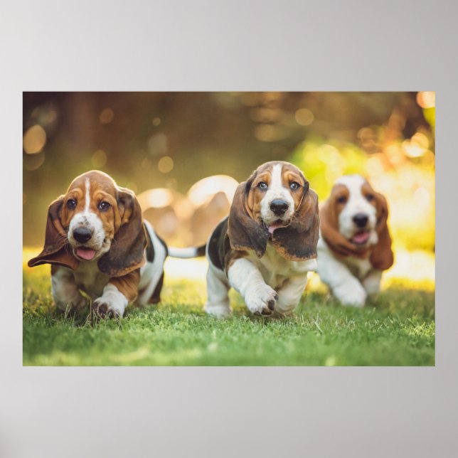 Affiche Basset Hound Puppies Running (Devant)
