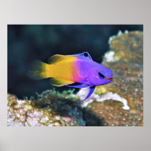 Affiche Basslet de fée
