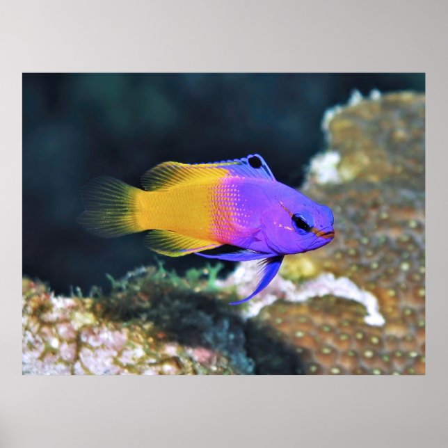 Affiche Basslet de fée (Devant)