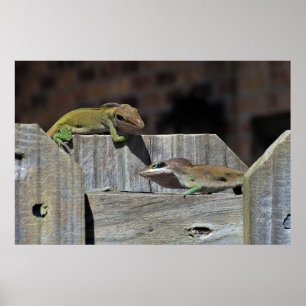 Affiche Bataille Mini Dragon