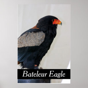 Affiche Bateleur Eagle