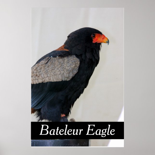 Affiche Bateleur Eagle (Devant)