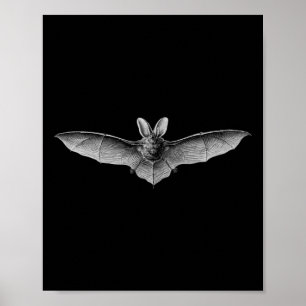 Affiche Bats Illustration scientifique Dessin Biologie Art