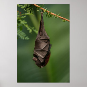 Affiche Bat's Tranquil Nap - Un regard sur un livre vert