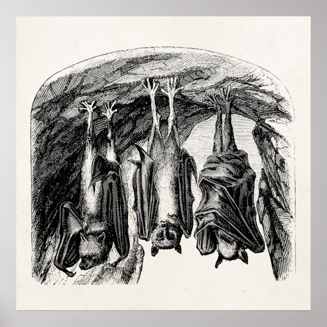 Affiche Batterie vintage Bat 1800s Flying Fox Bat (Devant)