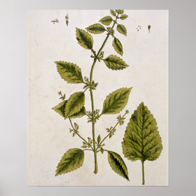 Affiche Baume, assiette 27 de 'A Curious Herbal', publié (Devant)