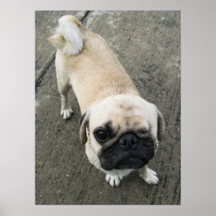 Affiche Bauwk ... Chien Pug ... chiot mignon