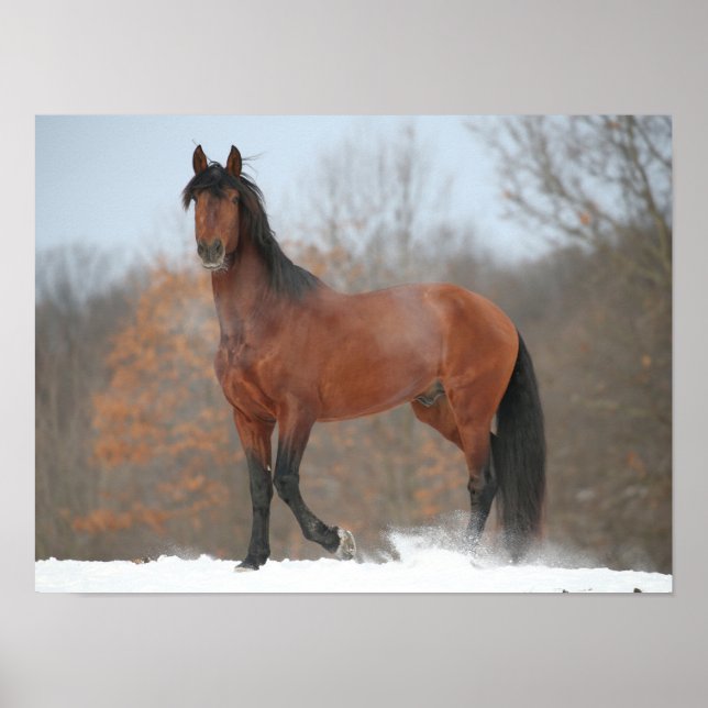 Affiche Bay Andalucian Stallion Standing In Snow (Devant)